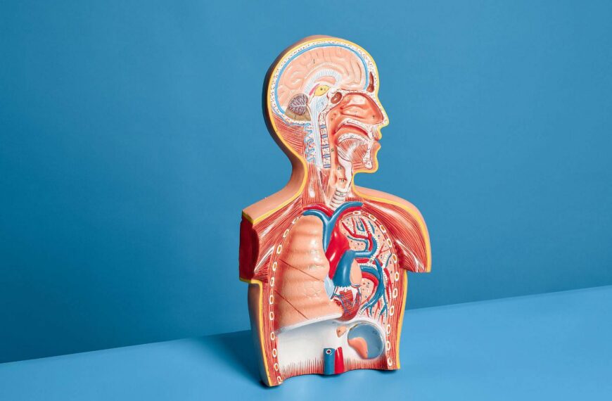 USG płuc – jak wygląda badanie, co zawiera wynik i kiedy jest zalecane?
