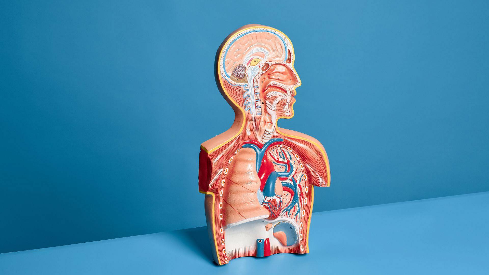 USG płuc – jak wygląda badanie, co zawiera wynik i kiedy jest zalecane?